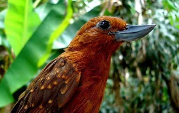 Десять самых необыкновенных птиц, обитающих на планете