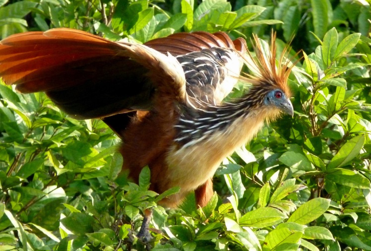 Десять самых необыкновенных птиц, обитающих на планете