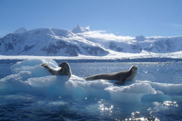 Тайны и чудеса Антарктиды, о которых вы могли не знать