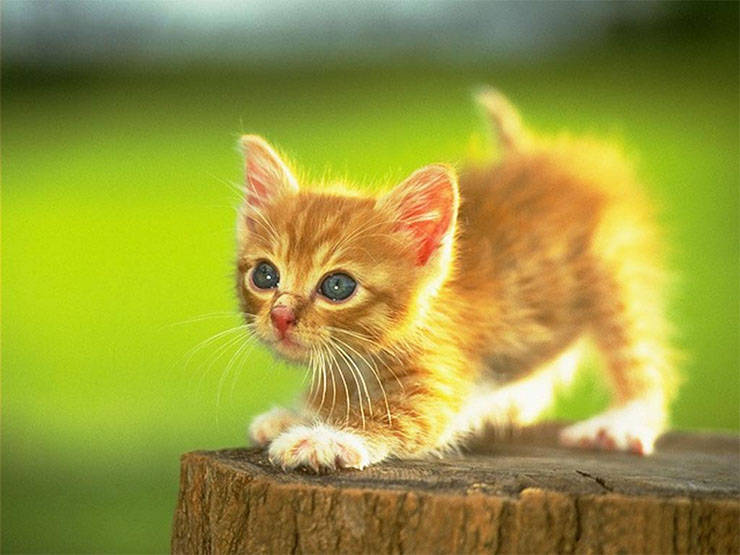 30 фото забавных котят, от которых невозможно оторваться