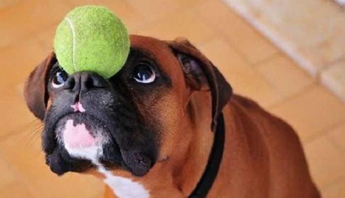 Собаки породы Боксер: самые забавные собаки на свете, 25 фото