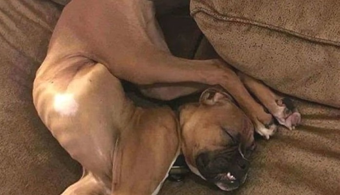 Собаки породы Боксер: самые забавные собаки на свете, 25 фото