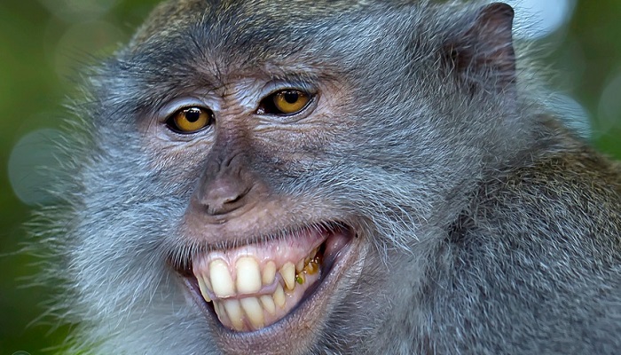Животные, которые заставят вас улыбаться, 50 фото
