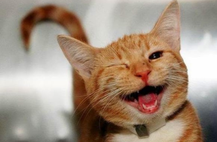 Самые смешные фотографии котов, 55 фото