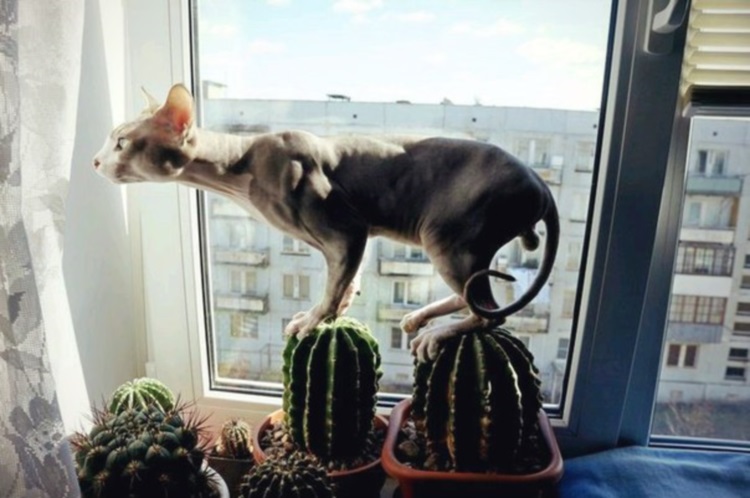 Purrfectly Hilarious: A Collection of Funny Cat Photos