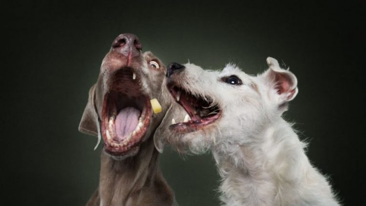 Смешные фотографии собак (40 фото)