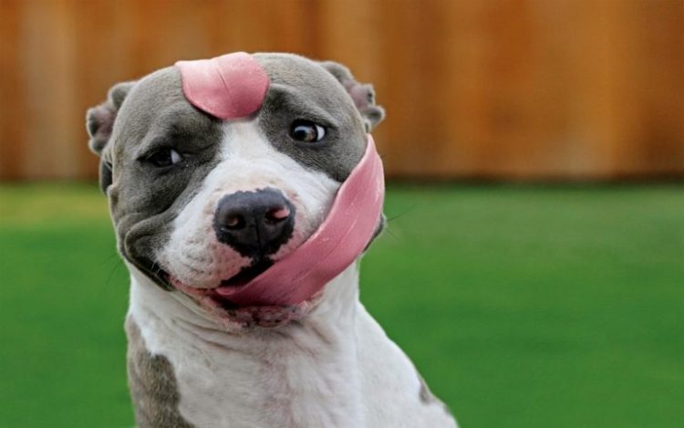 Смешные фотографии собак (40 фото)