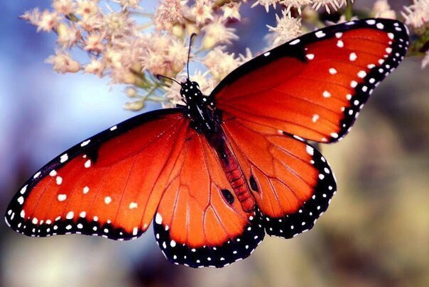 Самые красивые бабочки на планете: 35 фото