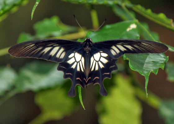 Самые красивые бабочки на планете: 35 фото