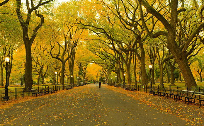 Центральный парк Нью-Йорка: все самое интересное с фото