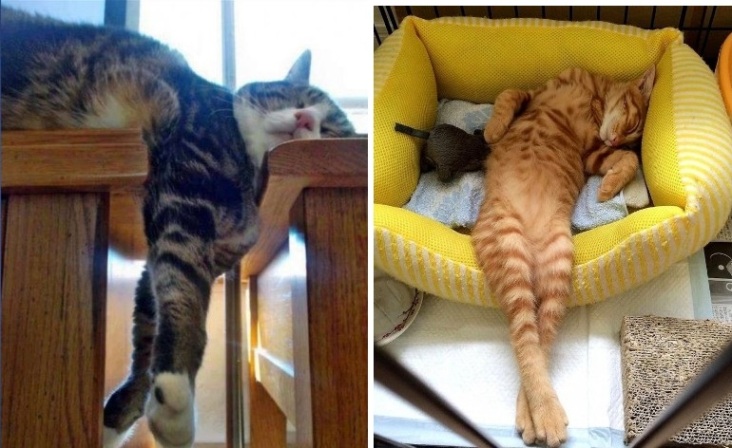 Самые забавные коты Интернета, 45 фото