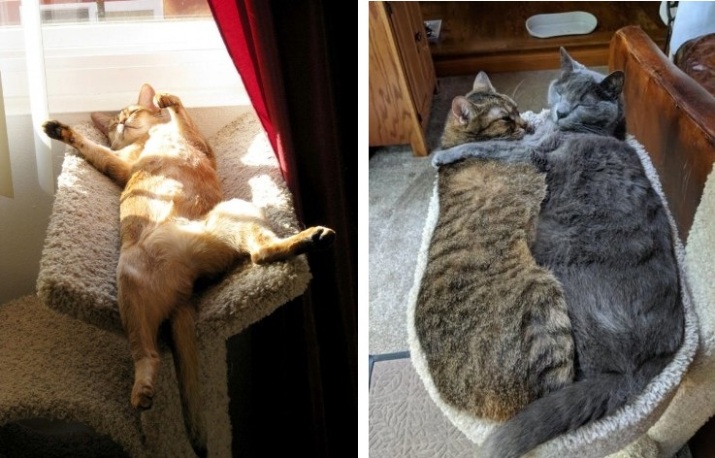 Самые забавные коты Интернета, 45 фото