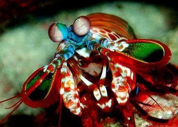 Существа, которым эволюция подарила суперспособности