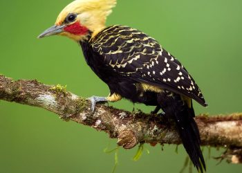 33 уникальные птицы, которые живут в бразильских джунглях