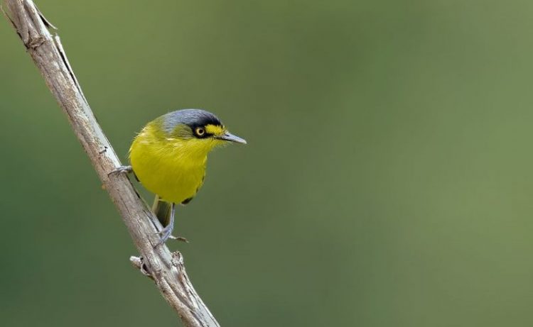 33 уникальные птицы, которые живут в бразильских джунглях
