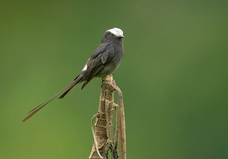 33 уникальные птицы, которые живут в бразильских джунглях