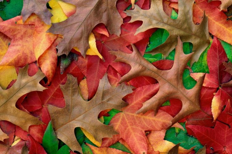 30 душевных примеров того, что осень — не время для депрессии