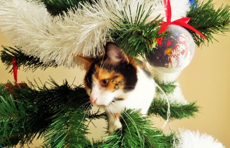 Скоро во всех домах страны: коты против елок, 35 смешных фото