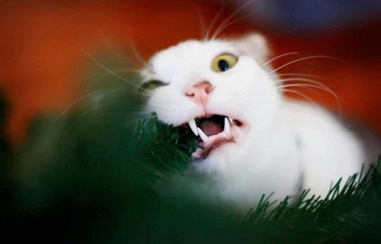 Скоро во всех домах страны: коты против елок, 35 смешных фото