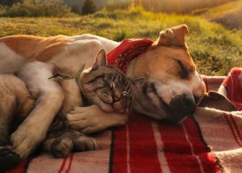 Вместо антидепрессантов: 25 фото, способных “подлечить” душу