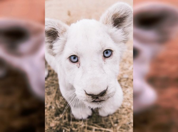 Красота в белом: 30 животных-альбиносов