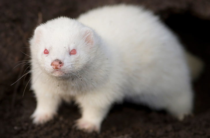 Красота в белом: 30 животных-альбиносов