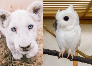 Красота в белом: 30 животных-альбиносов