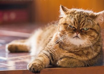 30 кошек, которым надоело быть милыми