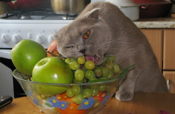Purrfectly Hilarious: A Collection of Funny Cat Photos