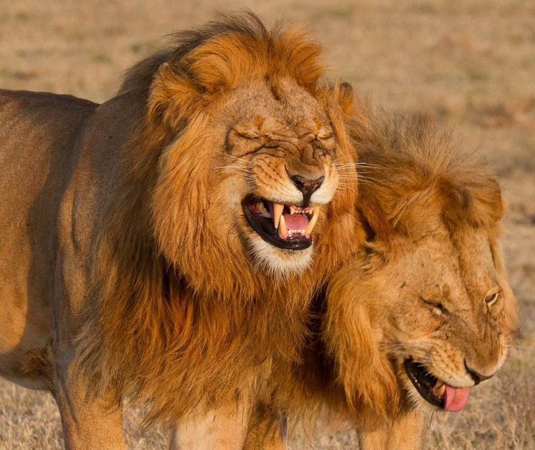 Comedy Kings and Queens: The Funniest Animals in Action!