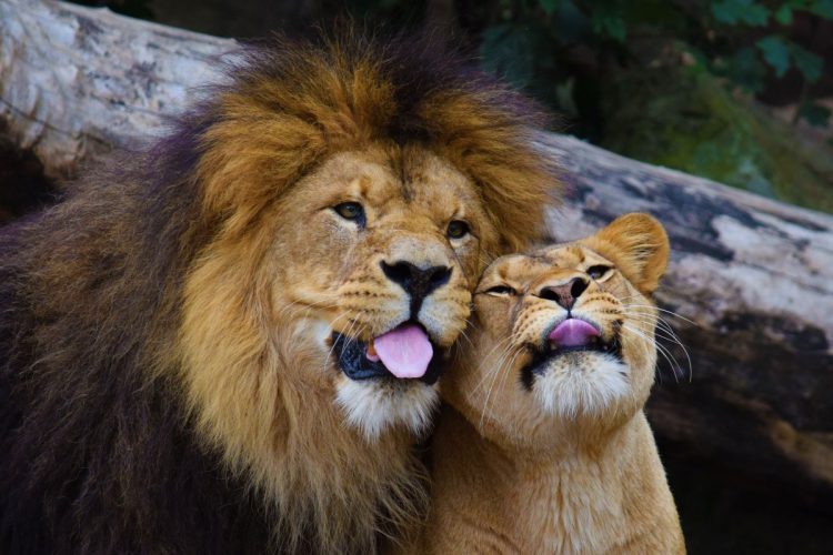 Comedy Kings and Queens: The Funniest Animals in Action!