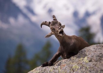Snapshots of Serendipity: Perfectly Timed Animal Encounters