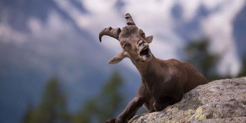 Snapshots of Serendipity: Perfectly Timed Animal Encounters
