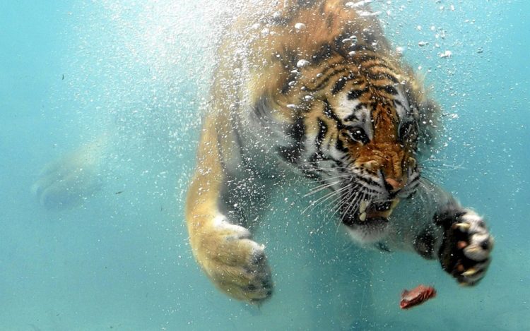 Snapshots of Serendipity: Perfectly Timed Animal Encounters